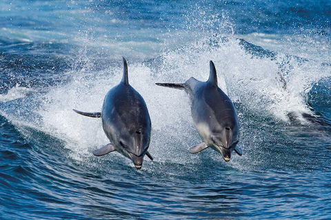 Full-Day Bruny Island Cruises Day Tour From Hobart - Attractions 5