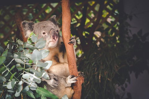Small-Group Blue Mountains Day Trip From Sydney With Wildlife Park - Attractions 2