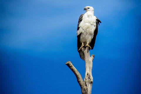 Kangaroo Island 75-Minute Ocean Safari - Attractions 0