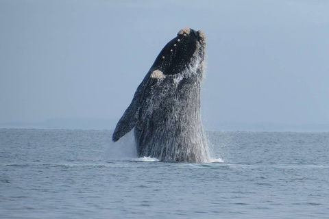 Kangaroo Island 75-Minute Ocean Safari - Attractions 2