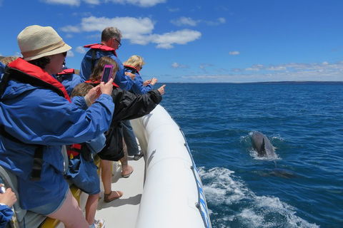 Kangaroo Island 75-Minute Ocean Safari - Attractions 3