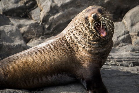 Kangaroo Island 75-Minute Ocean Safari - Attractions 5