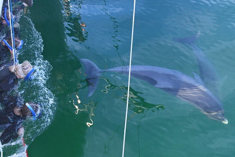 Dolphin Cruise From Adelaide With Optional Dolphin Swim - Attractions 0