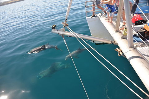 Dolphin Cruise From Adelaide With Optional Dolphin Swim - Attractions 1