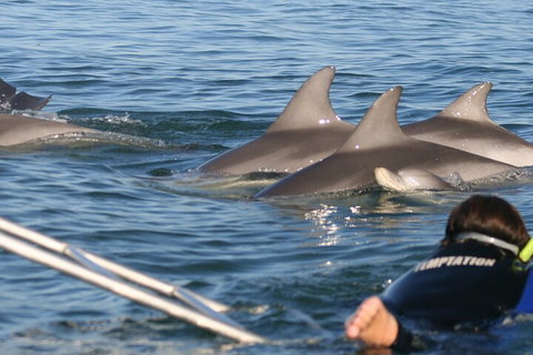 Dolphin Cruise From Adelaide With Optional Dolphin Swim - Attractions 2