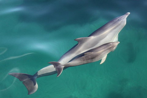 Dolphin Cruise From Adelaide With Optional Dolphin Swim - Attractions 4