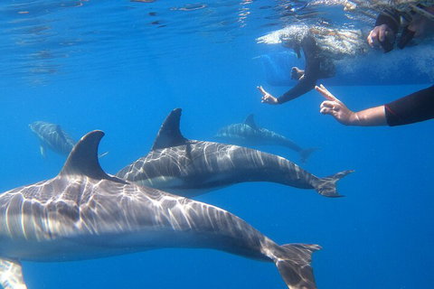 Dolphin Cruise From Adelaide With Optional Dolphin Swim - Attractions 5