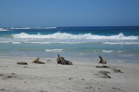Kangaroo Island In A Day Tour From Adelaide - Attractions Las Vegas 1