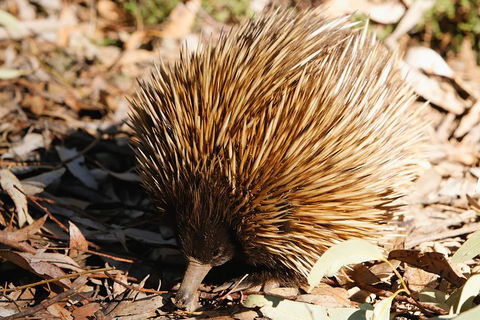 Kangaroo Island In A Day Tour From Adelaide - Attractions Las Vegas 2