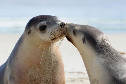 2 Day Ultimate Kangaroo Island With Return Ferry - Attractions 2