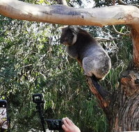 Small-Group Great Ocean Road Day Trip from Melbourne - Attractions
