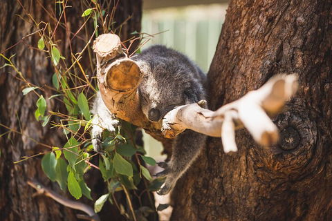 Melbourne City Tour And Phillip Island In One Day - Attractions 0