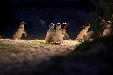 Melbourne City Tour And Phillip Island In One Day - Attractions 4