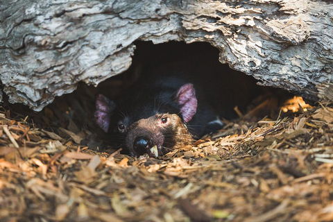 Private Tour: Phillip Island, Penguin Parade And Moonlit Sanctuary Conservation Park From Melbourne - Attractions 0