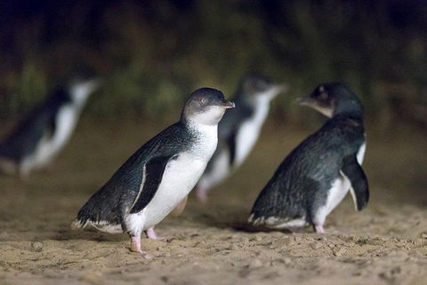 Private Tour: Phillip Island, Penguin Parade And Moonlit Sanctuary Conservation Park From Melbourne - Attractions 2