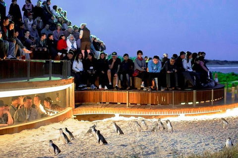 Private Tour: Phillip Island, Penguin Parade And Moonlit Sanctuary Conservation Park From Melbourne - Attractions 4