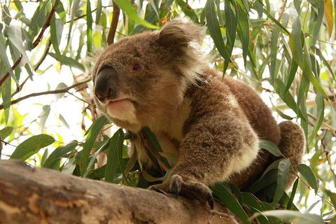 Private Tour: Phillip Island, Penguin Parade And Moonlit Sanctuary Conservation Park From Melbourne - Attractions 5