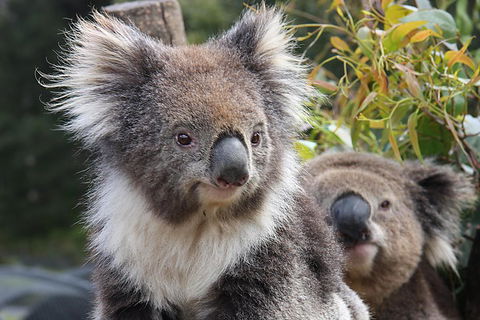 Kuranda Koala Gardens And Birdworld Admission Tickets - Attractions 0