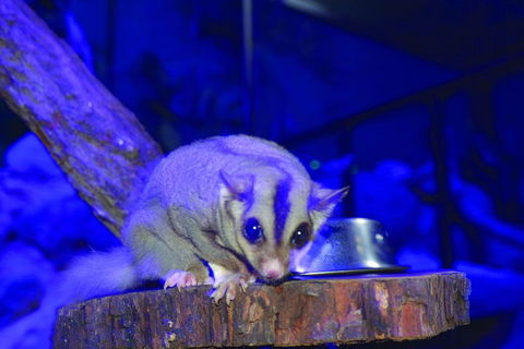 Kuranda Koala Gardens And Birdworld Admission Tickets - Attractions 1