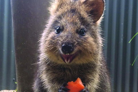 Kuranda Koala Gardens And Birdworld Admission Tickets - Attractions 2