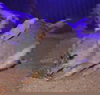 Kuranda Wildlife Experience Three Attraction Pass - Attractions