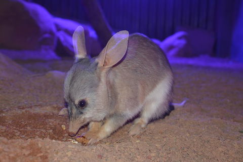Kuranda Wildlife Experience Three Attraction Pass - Attractions 0