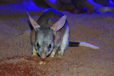 Kuranda Koala Gardens General Entry Ticket - Attractions 3