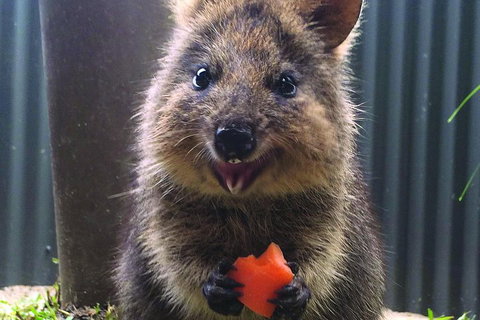 Kuranda Koala Gardens General Entry Ticket - Attractions 5