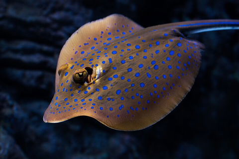 Cairns Aquarium Tour By Twilight With Drink And Appetiser - Attractions 0
