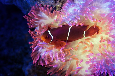 Cairns Aquarium Tour By Twilight With Drink And Appetiser - Attractions 5