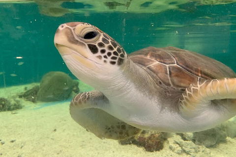 Cairns Aquarium Marine Life Encounter Ticket With 2-Course Lunch - Attractions 0