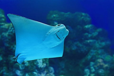 Cairns Aquarium Marine Life Encounter Ticket With 2-Course Lunch - Attractions 4