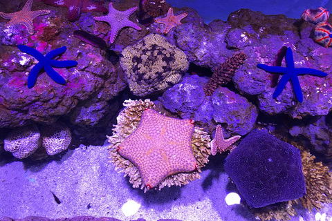 Cairns Aquarium Family Ticket - Attractions 1
