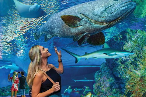 Cairns Aquarium Family Ticket - Attractions 3