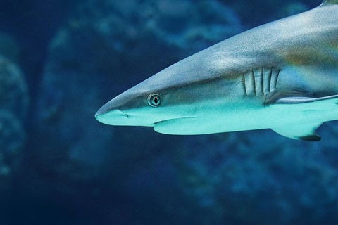 Cairns Aquarium Family Ticket - Attractions 5
