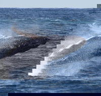 Whale Watching by Sea World Cruises - Attractions