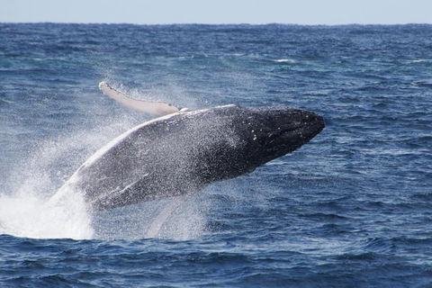 Whale Watching By Sea World Cruises - Attractions 0