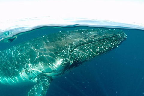 Whale Watching By Sea World Cruises - Attractions 2