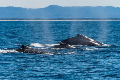 Whale Watching By Sea World Cruises - Attractions 4