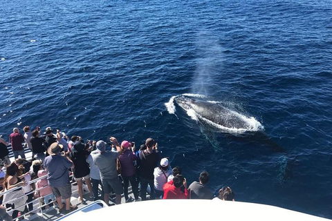 Whale Watching By Sea World Cruises - Attractions 5