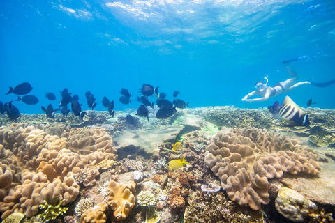 Outer Reef Pontoon Experience From Cairns - Attractions 4