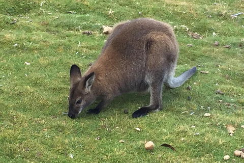 Cradle Mountain Day Tour From Launceston Including Lunch - Attractions 5
