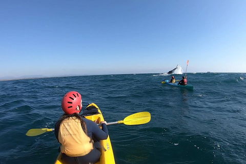 Kayaking With Dolphins In Byron Bay Guided Tour - Attractions 3