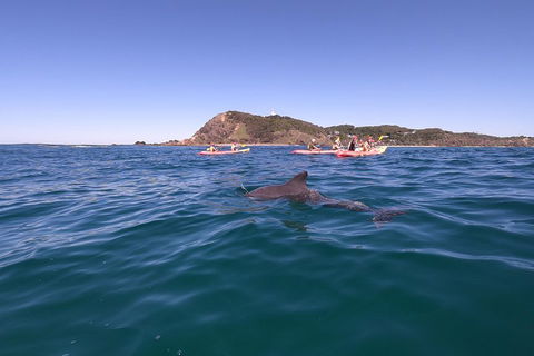 Kayaking With Dolphins In Byron Bay Guided Tour - Attractions 5