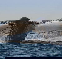Sydney Whale-Watching Cruise Including Lunch or Breakfast - Attractions