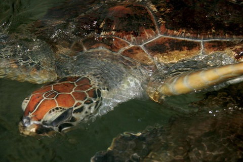 Cape Leveque 4WD Tour From Broome With Optional Return Flight - Attractions 2