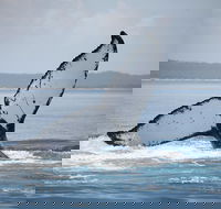 Hervey Bay Whale Watching Cruise - Attractions