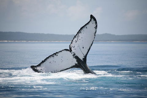 Hervey Bay Whale Watching Cruise - Attractions 0