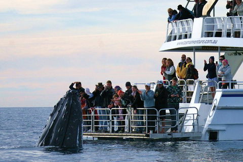 Hervey Bay Whale Watching Cruise - Attractions 1