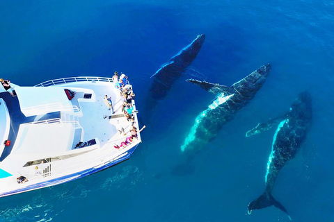 Hervey Bay Whale Watching Cruise - Attractions 3